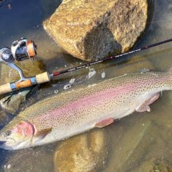 大型７本！ ～天竜川ルアーフライテンカラ専用区～